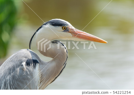 Heron wild birds birds migratory birds Heron wild birds birds migratory birds 54221254