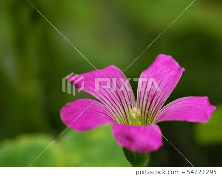 Murasaki Katabami Flower Murasaki Katabami 54221295