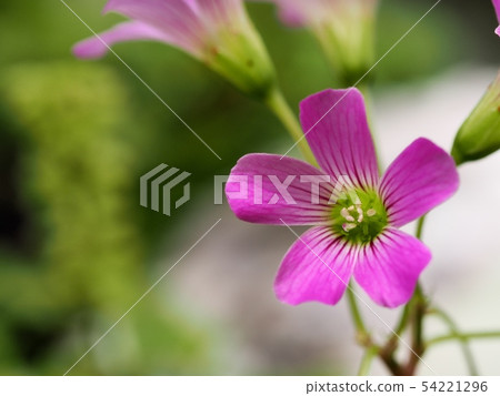 Murasaki Katabami Flower Murasaki Katabami 54221296