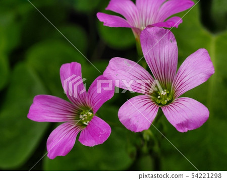 Murasaki Katabami Flower Murasaki Katabami 54221298