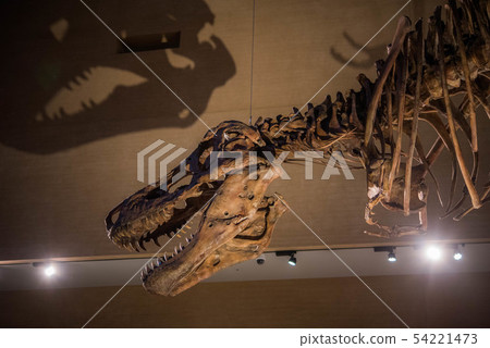 Dinosaur fossil Dinosaur fossil 54221473