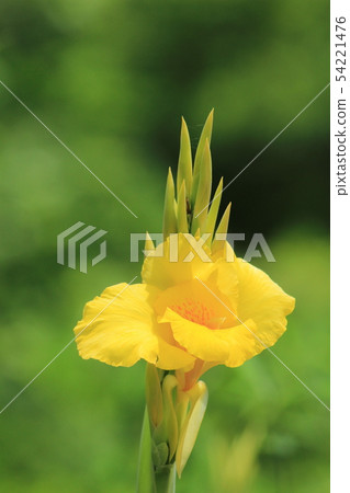 A yellow flower resembling a bird of paradise flower A yellow flower resembling a bird of paradise flower 54221476