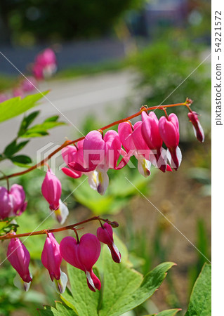 Heart-shaped pretty flower Heart-shaped pretty flower 54221572