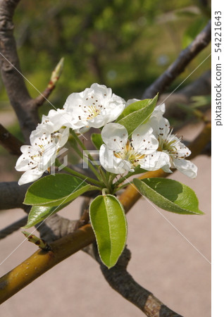 Pear (La France) flower Pear (La France) flower 54221643