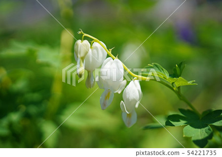 Heart-shaped pretty flower 54221735