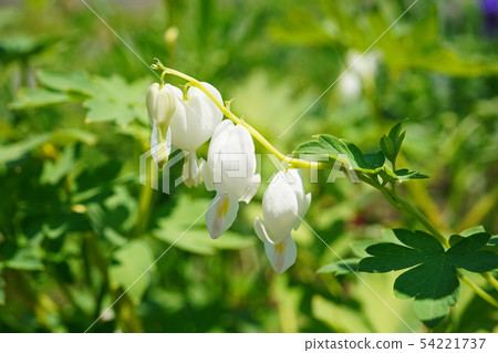 Heart-shaped pretty flower 54221737