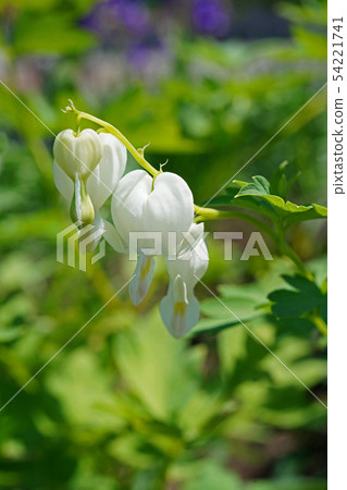 Heart-shaped pretty flower Heart-shaped pretty flower 54221741