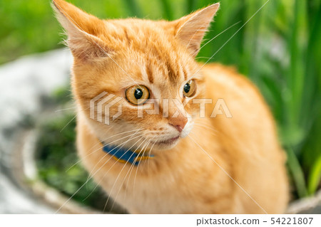 Nice ginger cat lying on the street 54221807