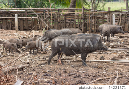 wild boar family on rural farm wild boar family on rural farm 54221871
