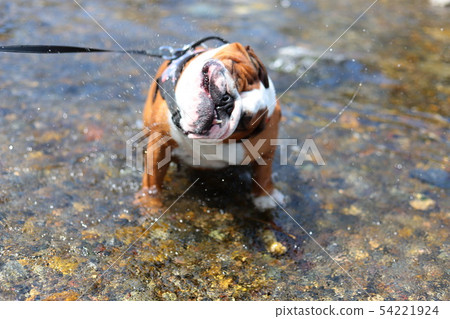 公牛斗牛犬 公牛斗牛犬 54221924