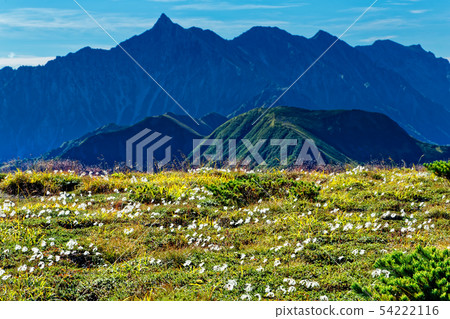 Tsurumi-dake山脊線的開花的耳朵和山脊以及穗高山峰 54222116
