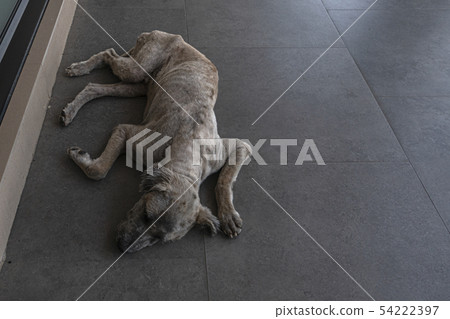 A dirty lonely vagrant dog lie down on the floor 54222397