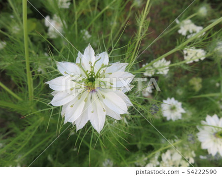 White flower (nigella) White flower (nigella) 54222590