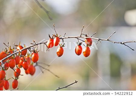 Orange oyster seed 54222912