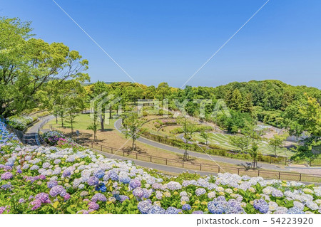 高山公園和繡球花 北九州市若松區 照片素材 圖片 圖庫