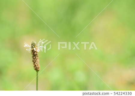 Weed 54224330