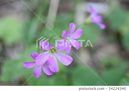 Murasaki Kabaki 54224340