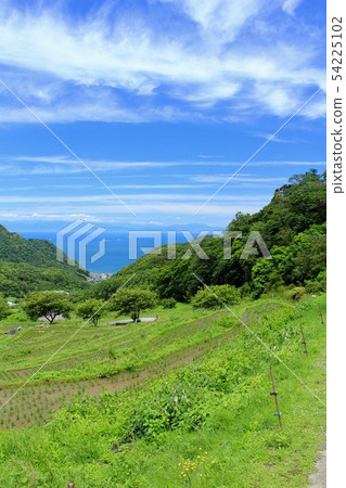 在松崎鎮種植後的Ishibe梯田 在松崎鎮種植後的Ishibe梯田 54225102
