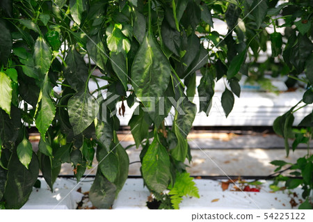 green pepper  54225122
