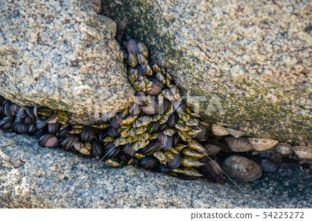 Tidepool moth creatures 54225272