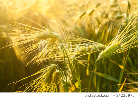 Wheat grows on the field. shot before sunset 54225973