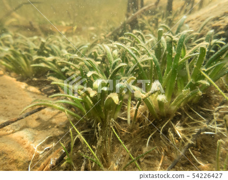 Dense vegetation of water lobelia plant with bottom leaves 54226427