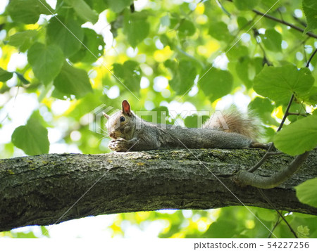 Squirrel lying on a branch and eating a nut 54227256