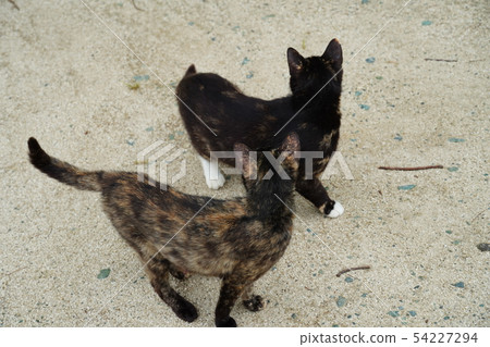 Cat · stray cat · rust pattern · black-rust · rust · female · postpartum · breath · synchro Cat · stray cat · rust pattern · black-rust · rust · female · postpartum · breath · synchro 54227294