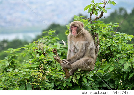 日本獼猴坐在樹上嵐山猴園岩田山 54227453