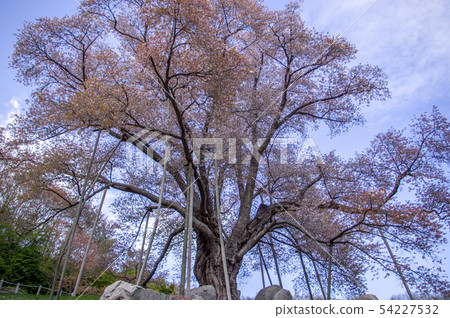 Sakura Fukushima Prefecture in Ochiro Sakura Fukushima Prefecture in Ochiro 54227532