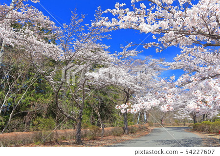 [群馬]櫻花在櫻山公園盛開 54227607