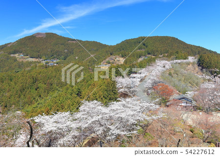 [Gunma] Sakura in full bloom at Sakurayama Park 54227612