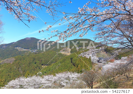 [Gunma] Sakura in full bloom at Sakurayama Park 54227617