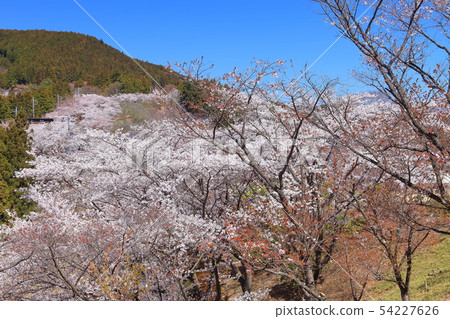[Gunma] Sakura in full bloom at Sakurayama Park 54227626
