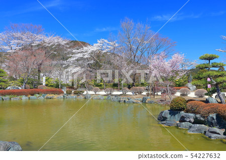 [Gunma] Cherry blossoms in full bloom at Sakurayama Park (Japanese garden) 54227632