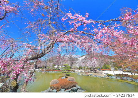 [群馬]櫻山公園（日本庭園）盛開的櫻花 54227634