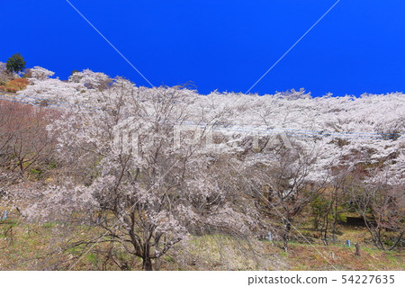[Gunma] Sakura in full bloom at Sakurayama Park 54227635
