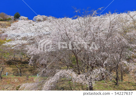 [群馬]櫻花在櫻山公園盛開 54227637