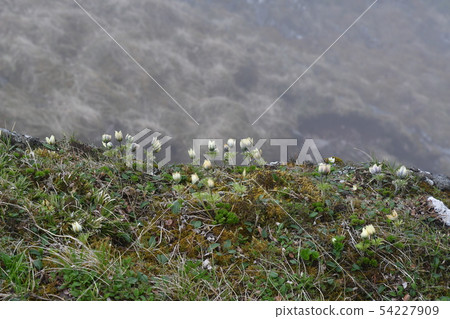 Tsukkomogusa 54227909