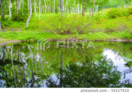 Birch forest reflected in the pond Birch forest reflected in the pond 54227919