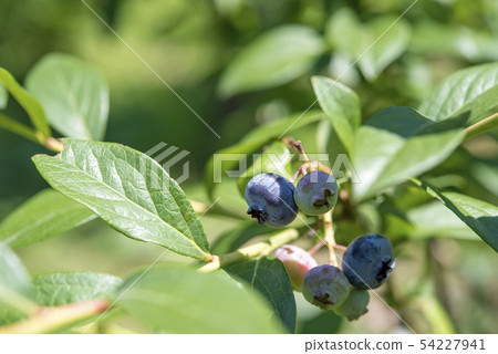 [藍莓丹寧廣場] 54227941