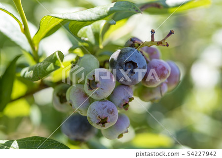 [Blueberry Denen Plaza] 54227942