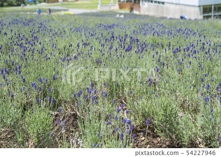 [Lavender field dark purple] 54227946