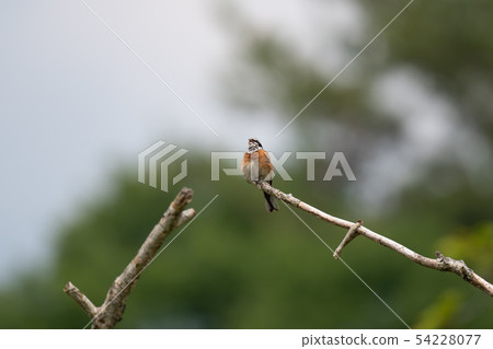 大白麵包01 54228077