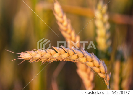 Beautiful wheat ear in summer field at sunset. 54228127