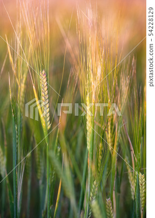 Golden ears of barley close up cornfield Background. Golden ears of barley close up cornfield Background. 54228129