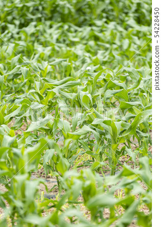 Corn field Corn field 54228450