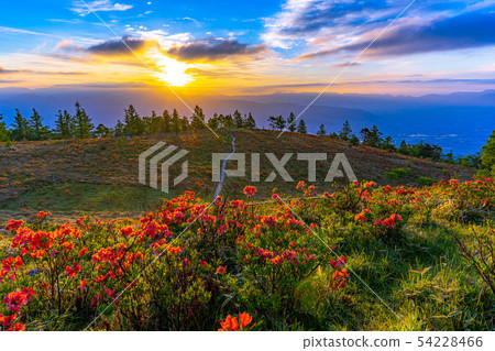 Sunrise from Mt. Amari and rengetsutsuji [Yamanashi Prefecture] 54228466