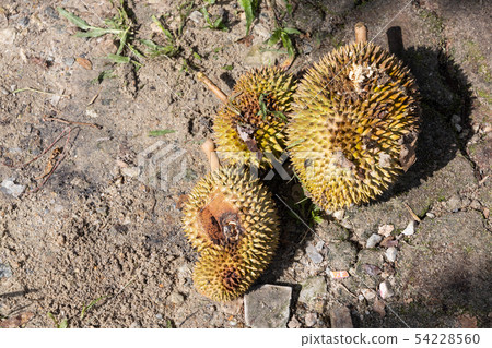 Rotten organic durian with pest infestation in Rotten organic durian with pest infestation in 54228560