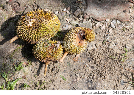 Rotten organic durian with pest infestation in Rotten organic durian with pest infestation in 54228561